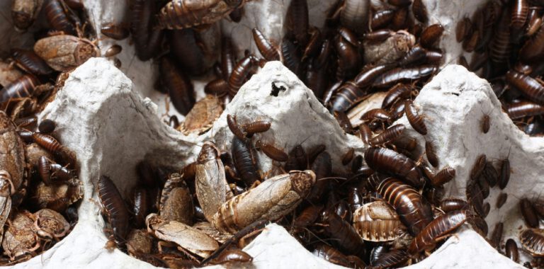 Roaches