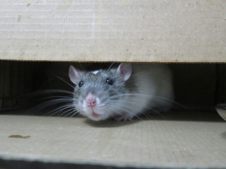 Rodent Proofing