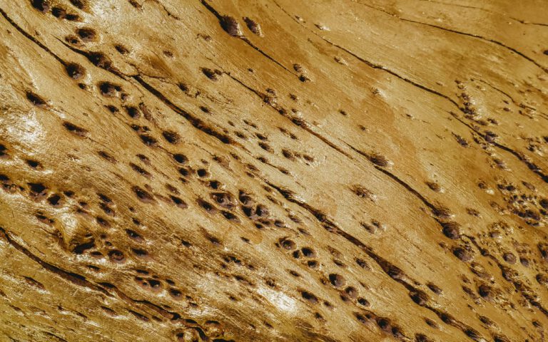 Termite damage